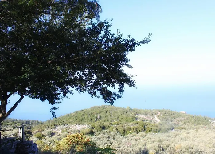 فيلة Carmel
