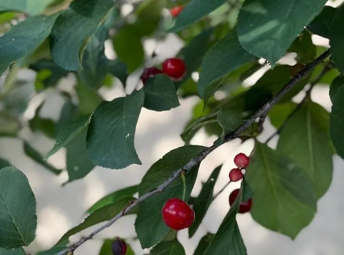 Carmel فيلة Drymon